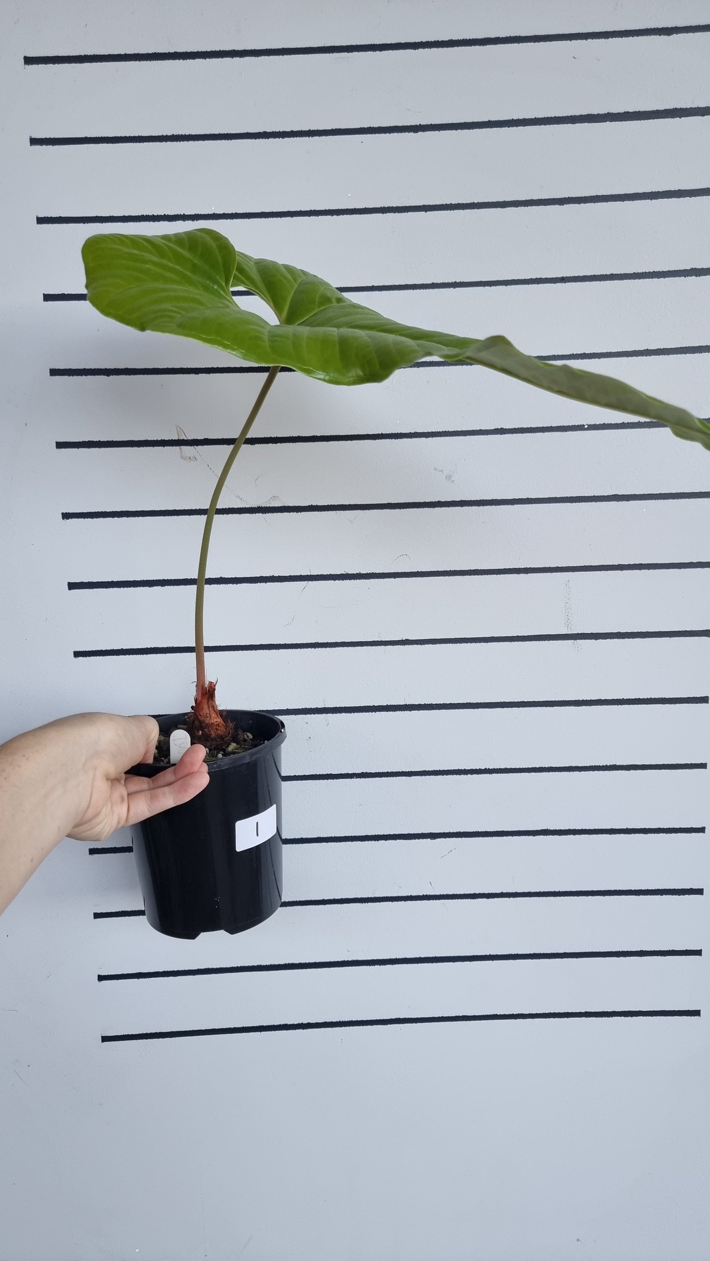 Anthurium ivanportillae - Tropical Aroid