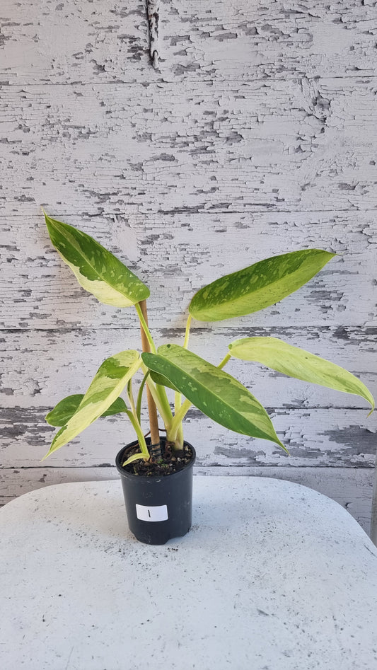 Philodendron 'Jose Buono'