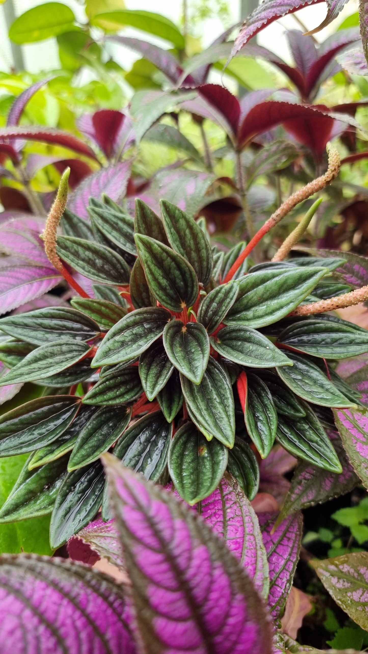 Peperomia caperata 'Eden Rosso'