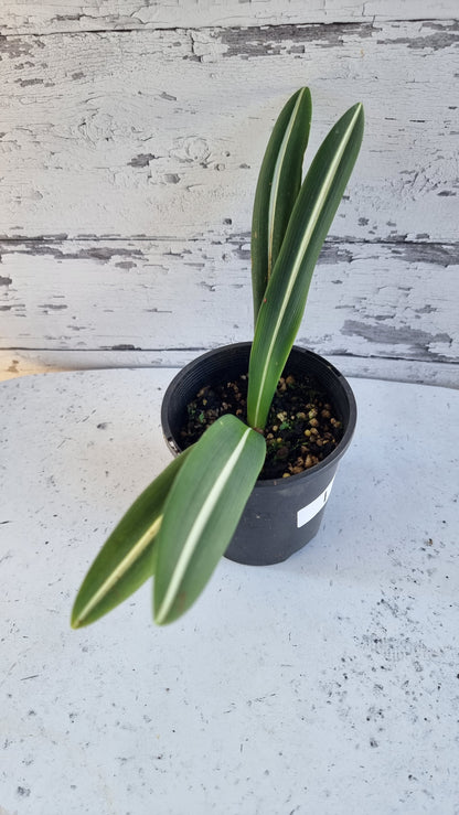 Hippeastrum striatifolium - Striped Amaryllis