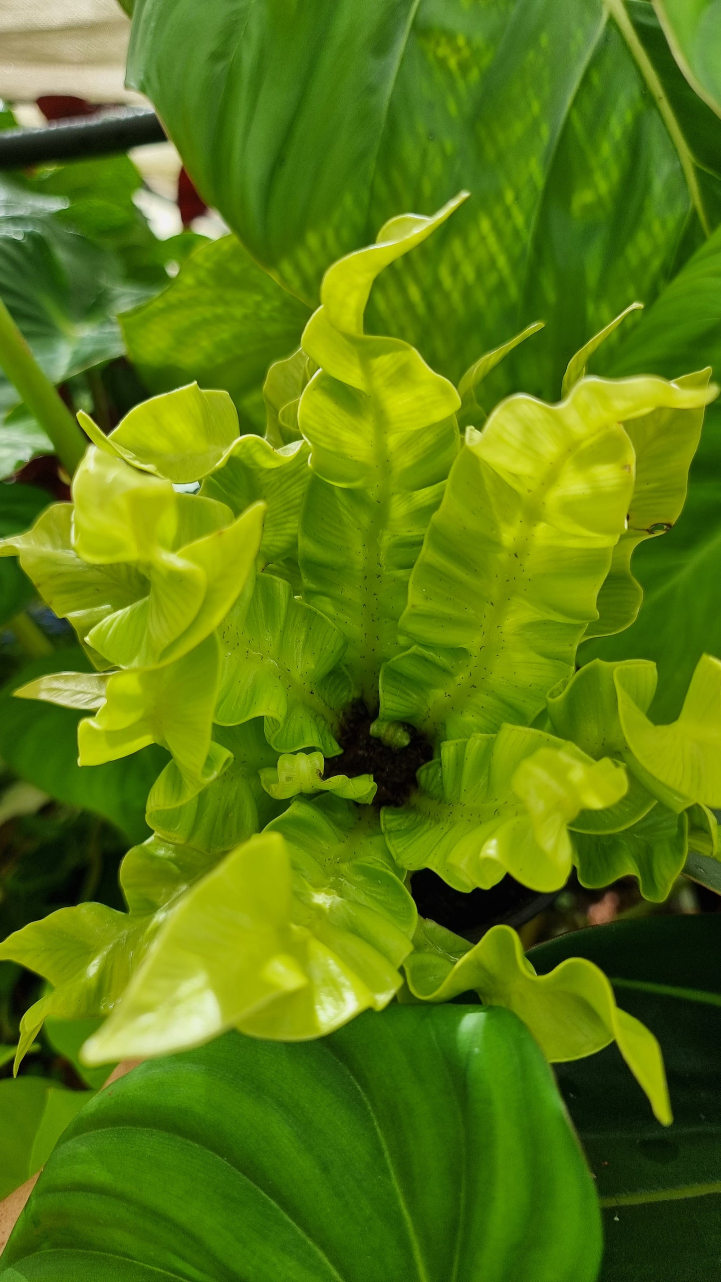 Asplenium nidas 'Crispy Wave' - Pleated Bird's Nest Fern