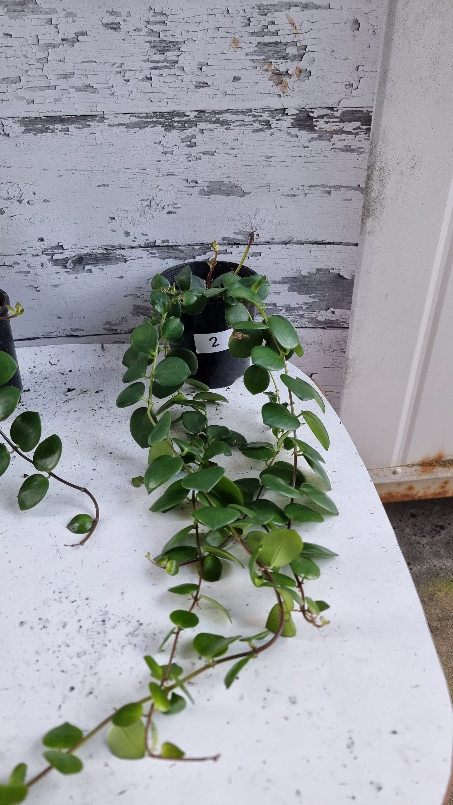 Aeschynanthus radicans 'Thai Pink' - 口红植物