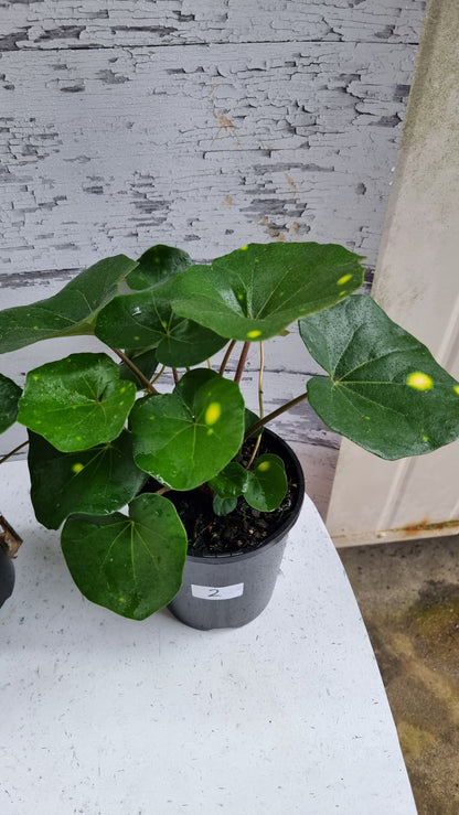 Farfugium (prev. Ligularia) japonicum 'Aureomaculatum' - 斑豹植物