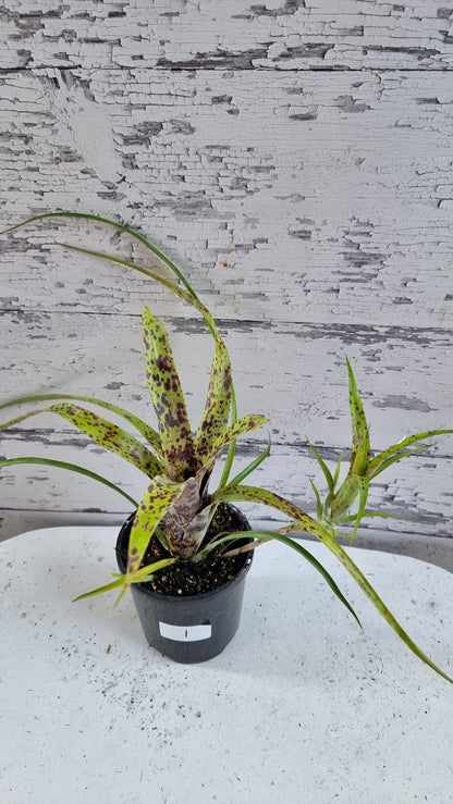 Neoregelia pauciflora 'Tiny Tot' - Bromeliad