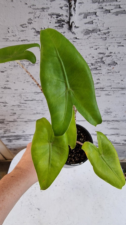 Alocasia zebrina