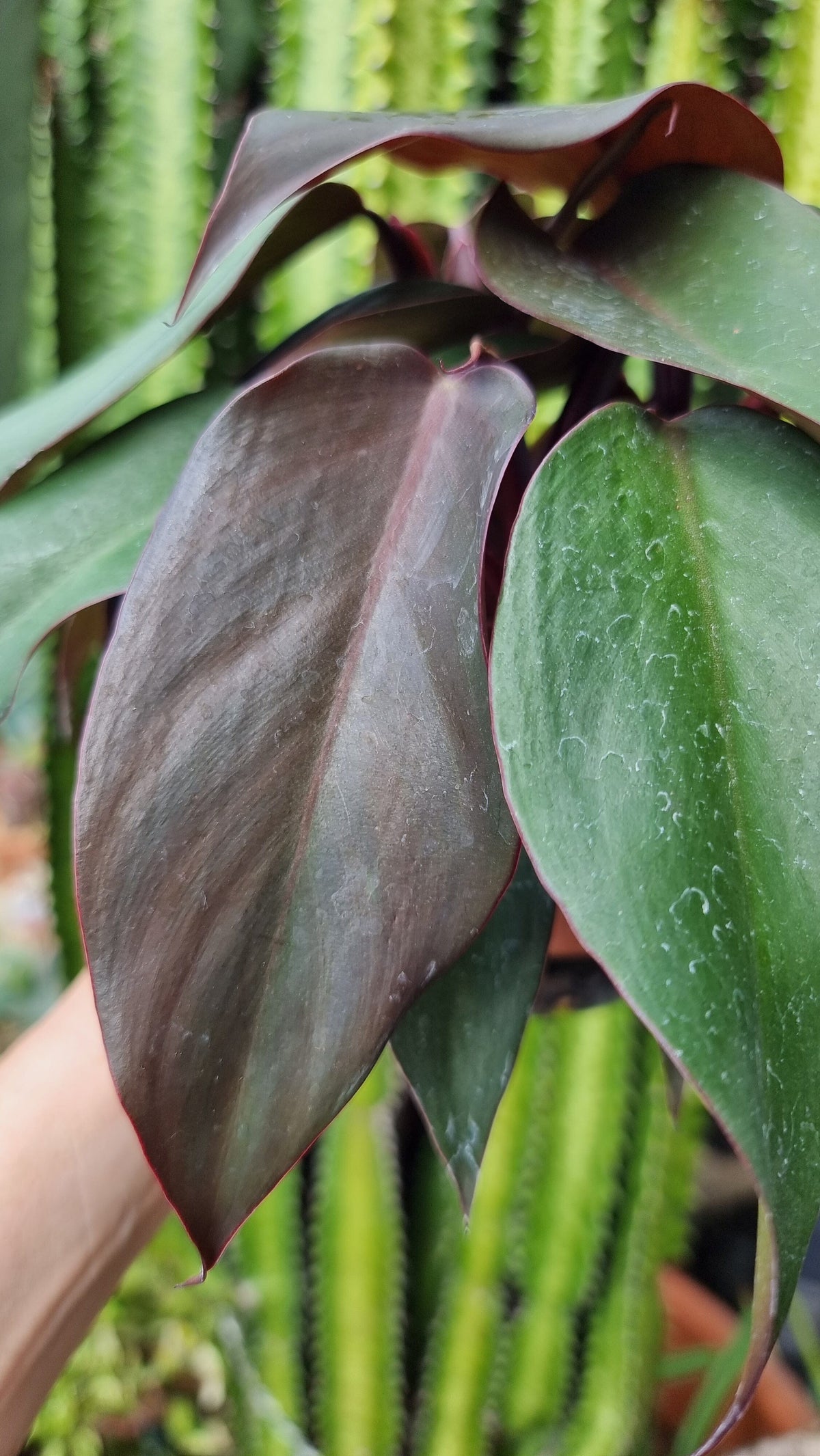 Philodendron 'Dark Lord' Root'd Plants 