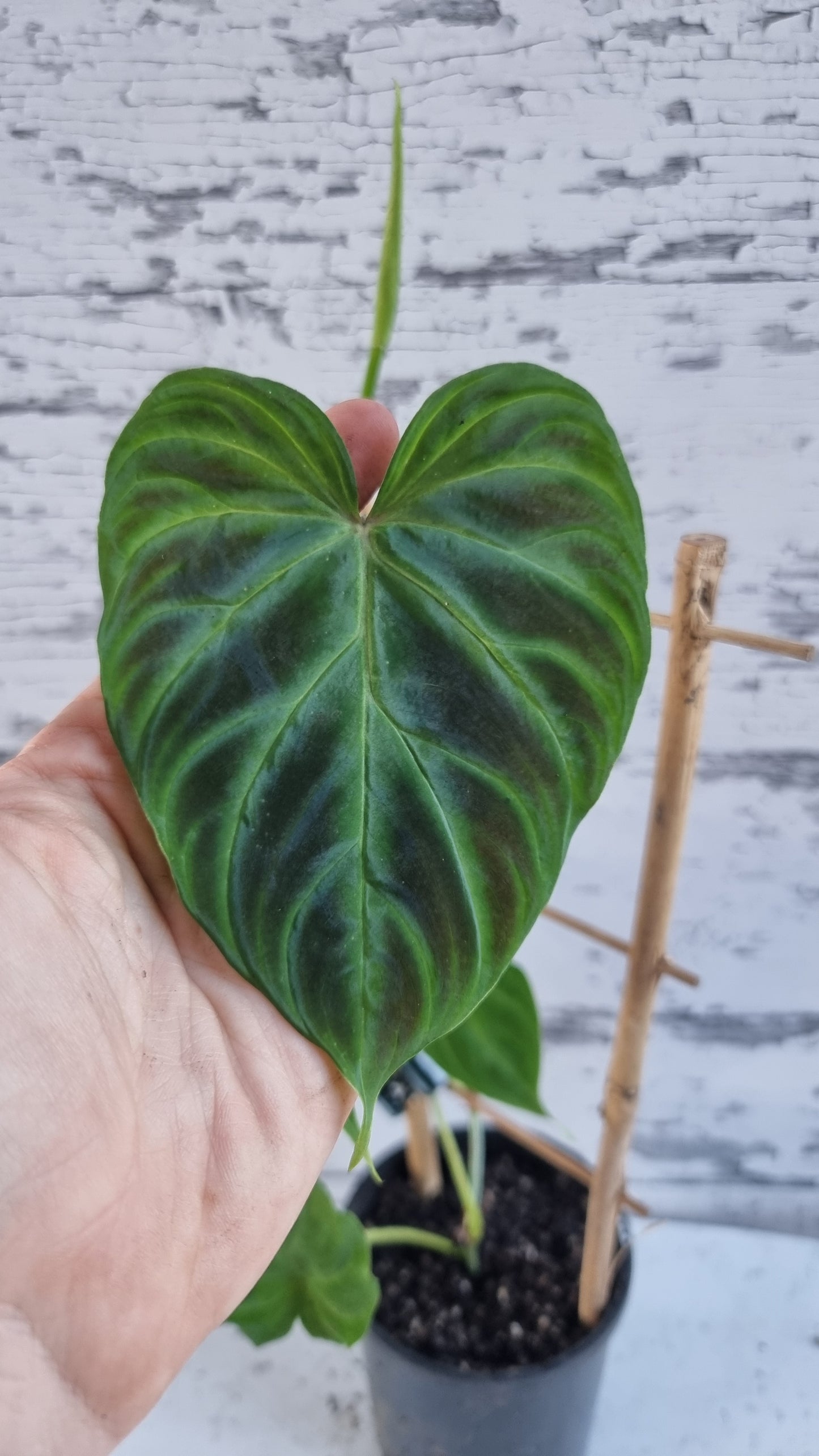 Philodendron verrucosum - 攀缘天南星