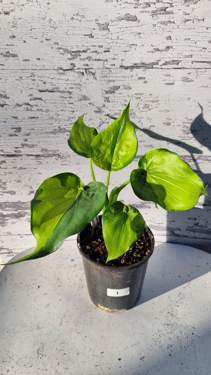Alocasia cucullata - Aurea variegated/Banana Spilt