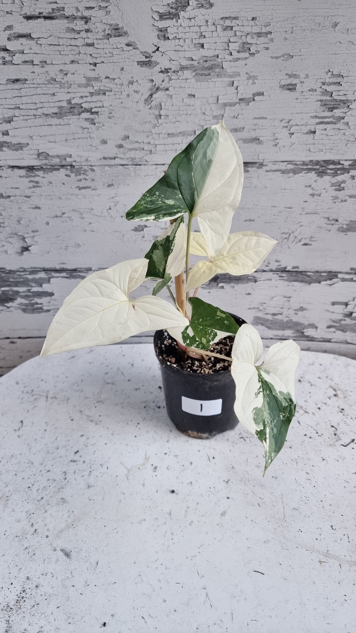 Syngonium podophyllum 'Fantasy' - Variegated Arrowhead Plant