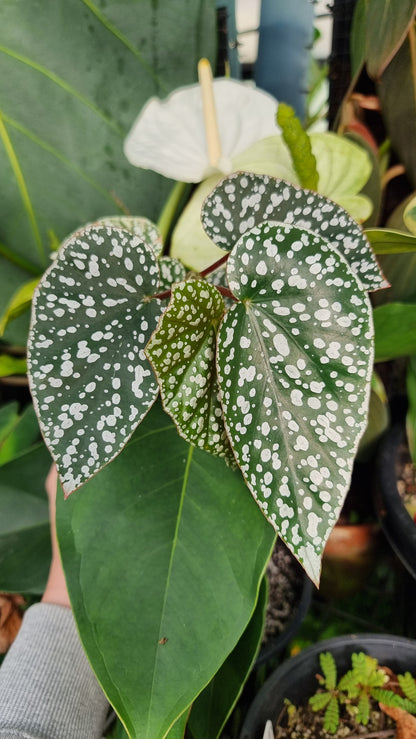 Begonia x 'White Ice' -  Cane-like Begonia