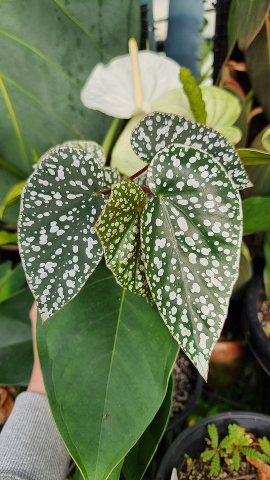 Begonia x 'White Ice' -  Cane-like Begonia