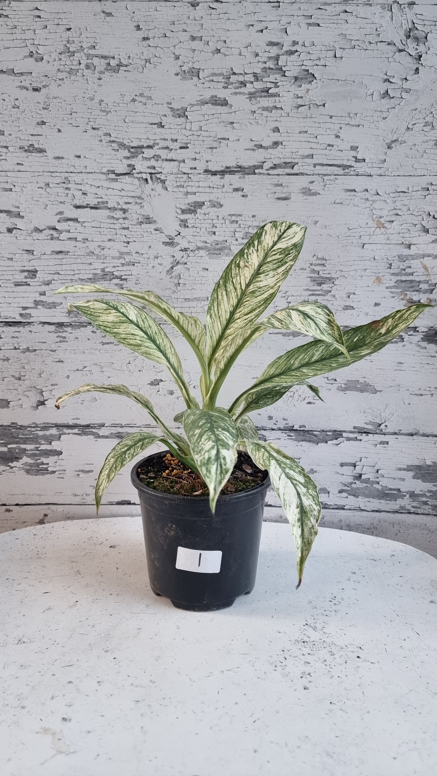 Spathiphyllum ‘Sensation’ variegated - Peace Lily