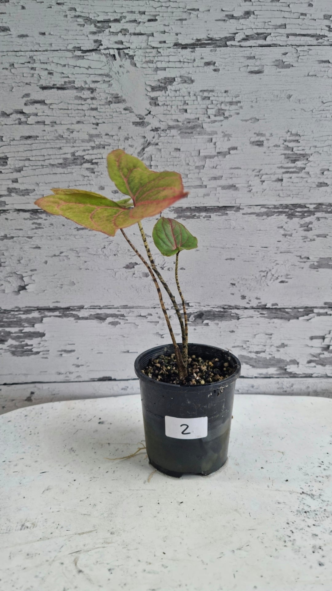 Cyrtosperma johnstonii