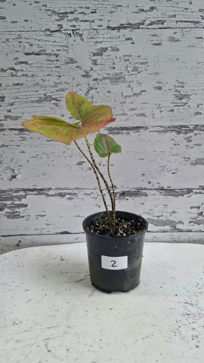 Cyrtosperma johnstonii