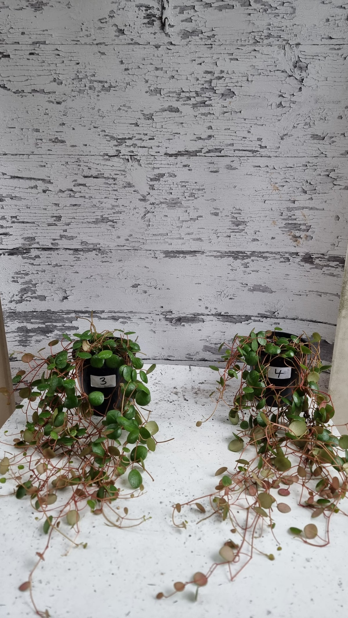 Peperomia prostrata 'Pepperspot' - String of Coins