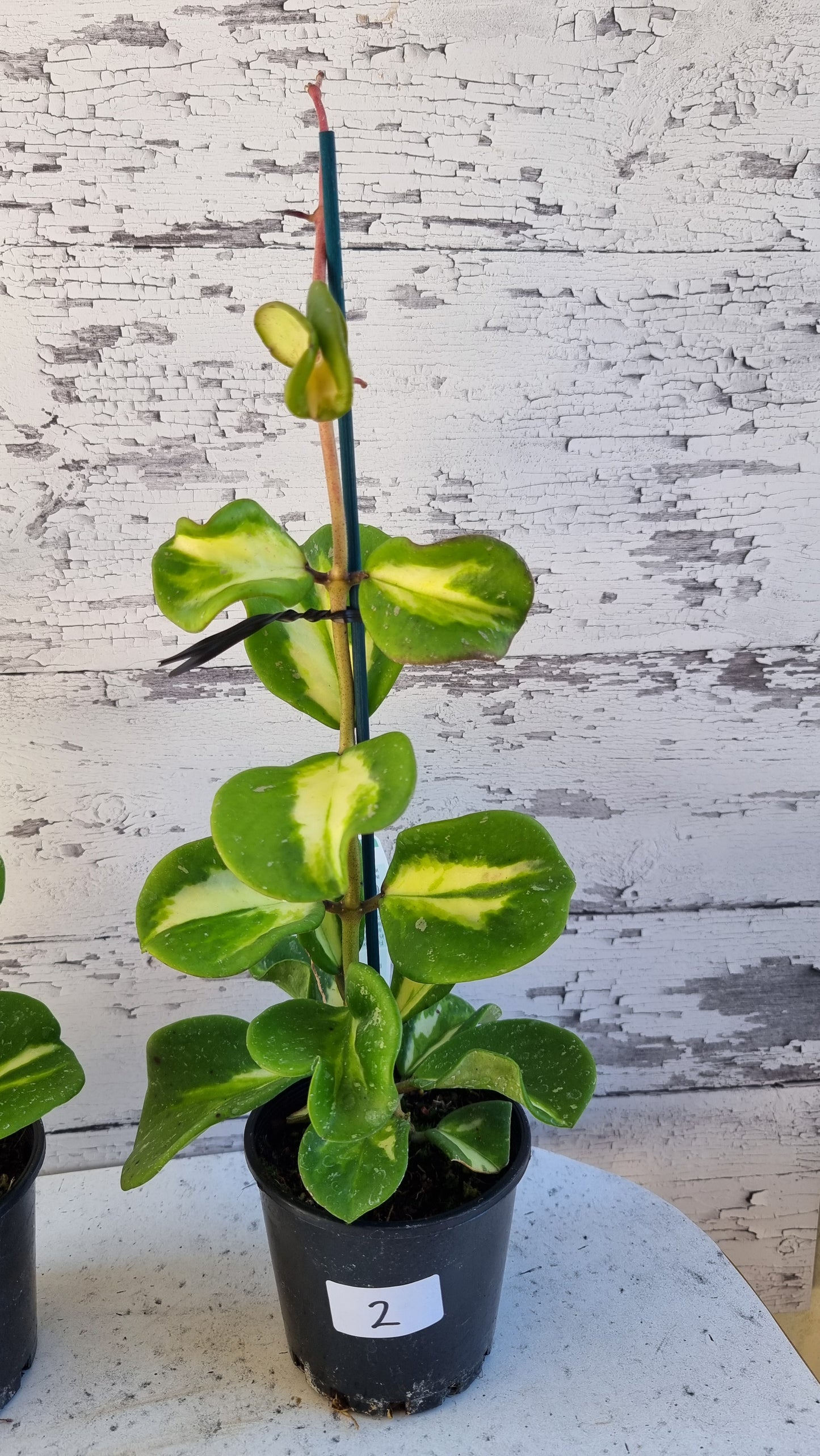 Hoya obovata variegata - Variegated Wax Vine Plant