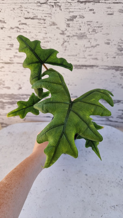 Alocasia 'Jacklyn' (likely Alocasia tandurusa)