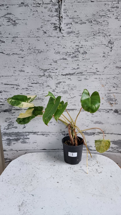 Philodendron 'Burle Marx' variegata