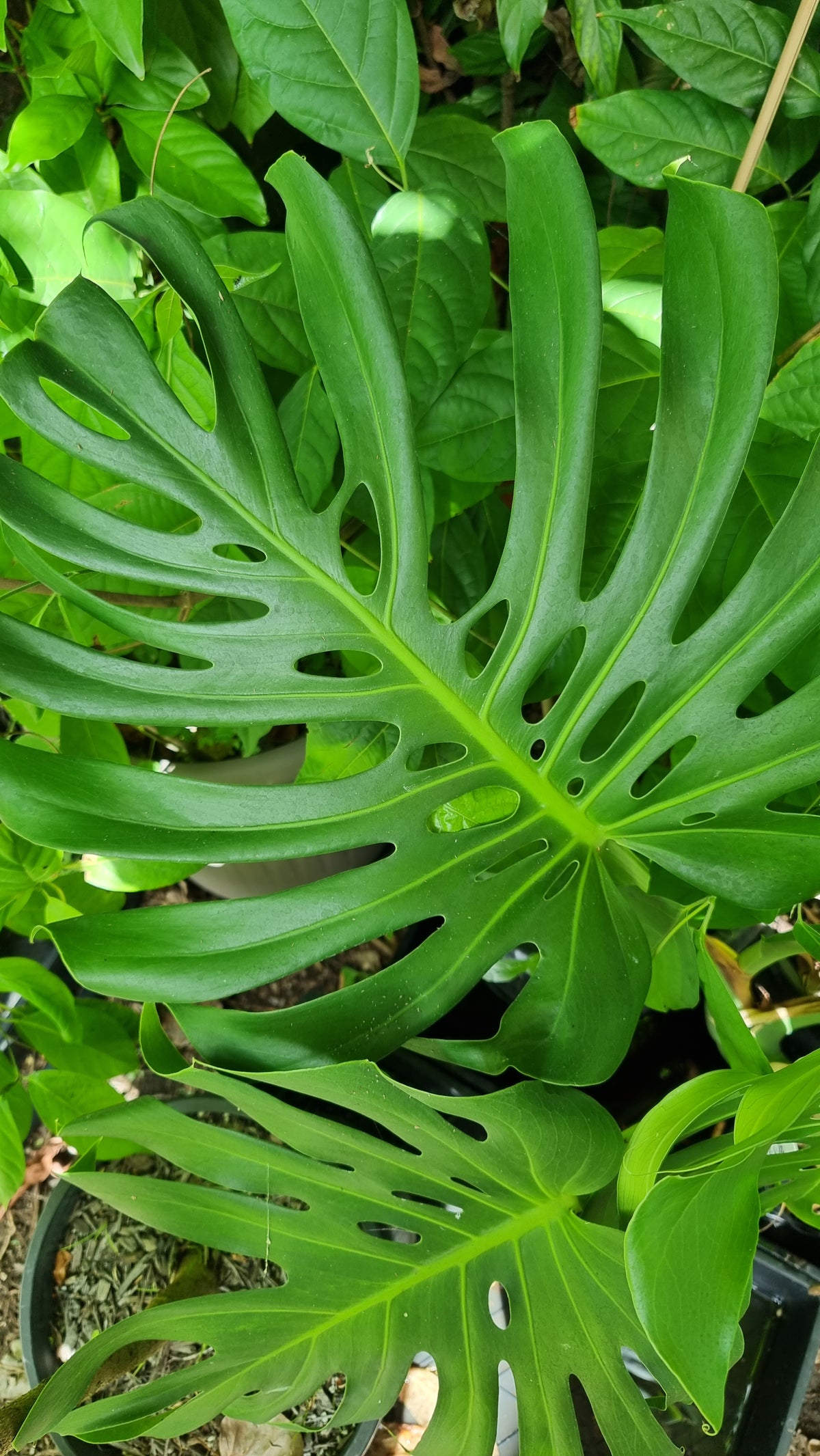 Monstera deliciosa - Fruit Salad Plant
