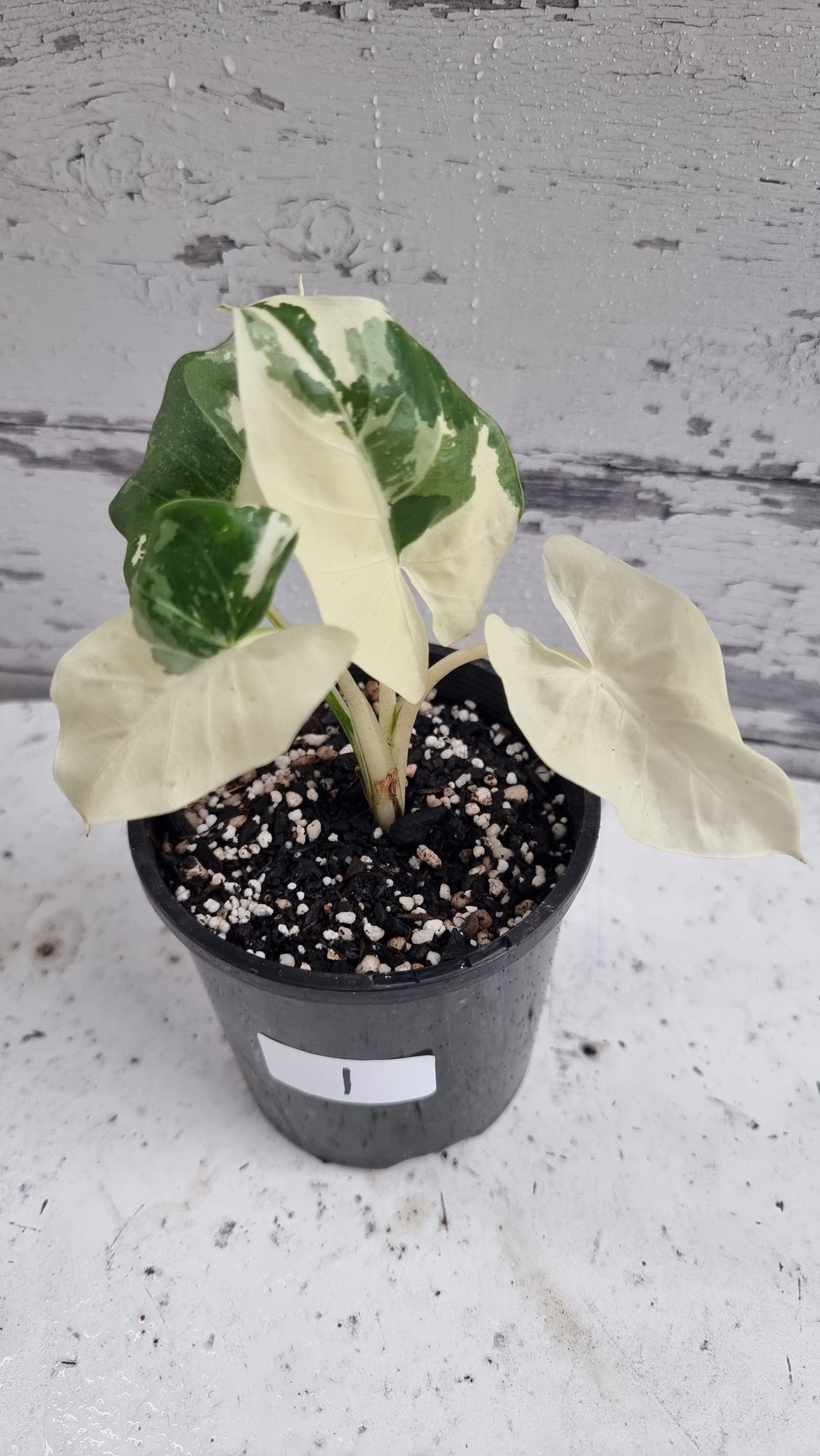 Alocasia macrorrhiza variegata - Variegated Elephant Ear