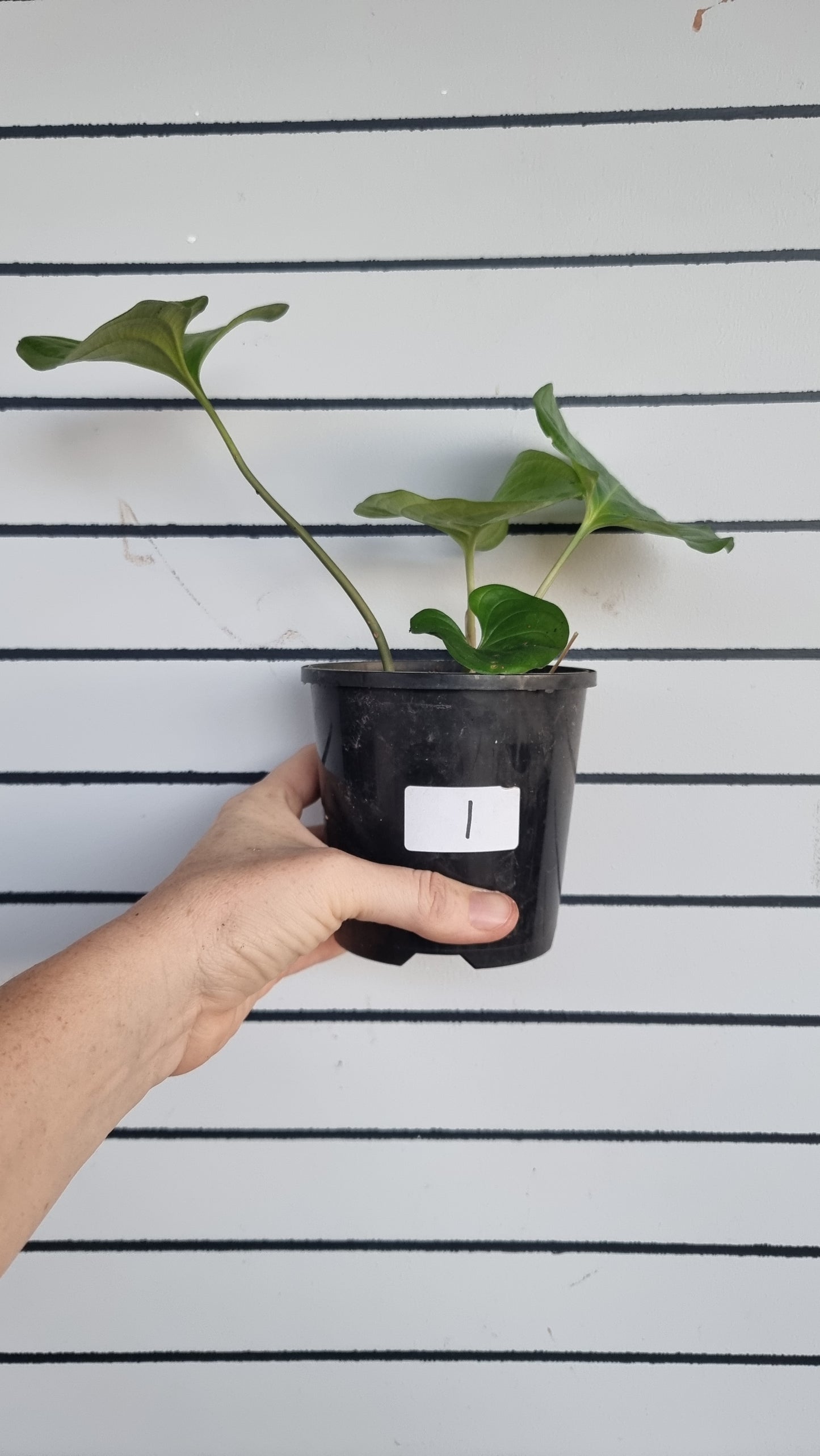 Cyanastrum cordifolium - Heartleaf cyanastrum