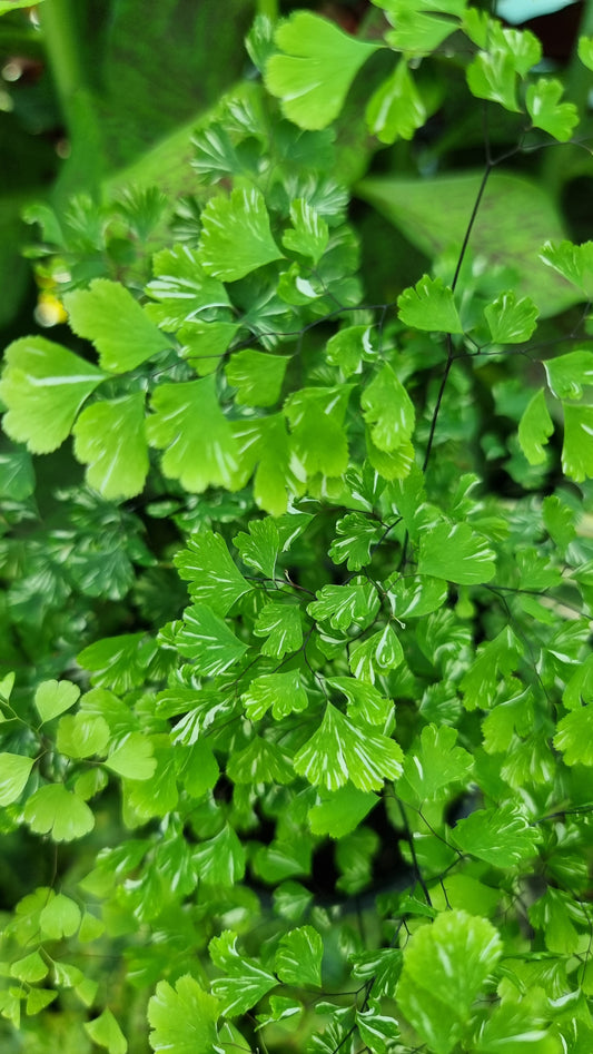 Adiantum raddianum 'Variegatum' - Variegated Delta Maidenhair Fern