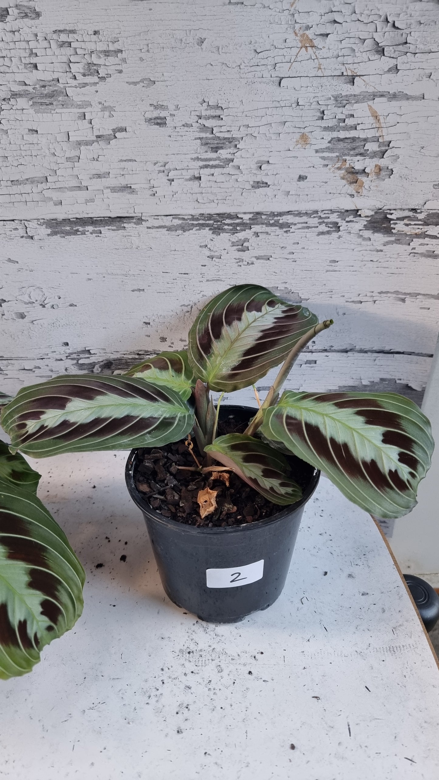 Maranta leuconeura 'massangeana' NOID - Black Prayer Plant