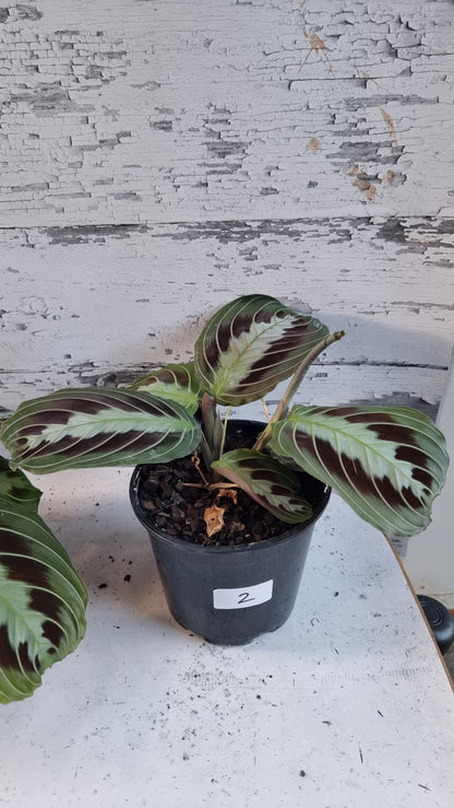 Maranta leuconeura 'massangeana' NOID - Black Prayer Plant