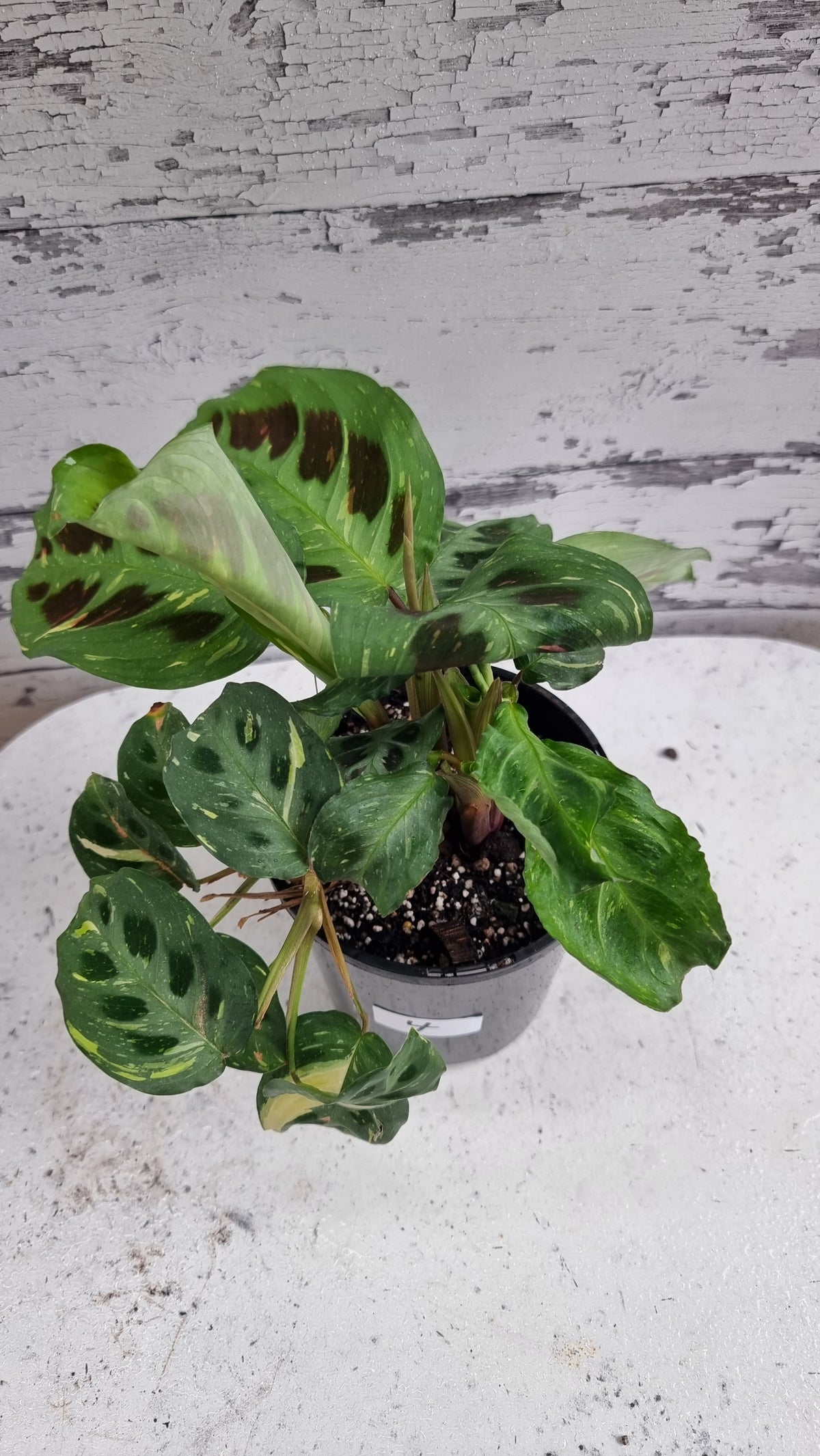 Maranta leuconeura “Kerchoveana” variegata - 杂色祈祷植物