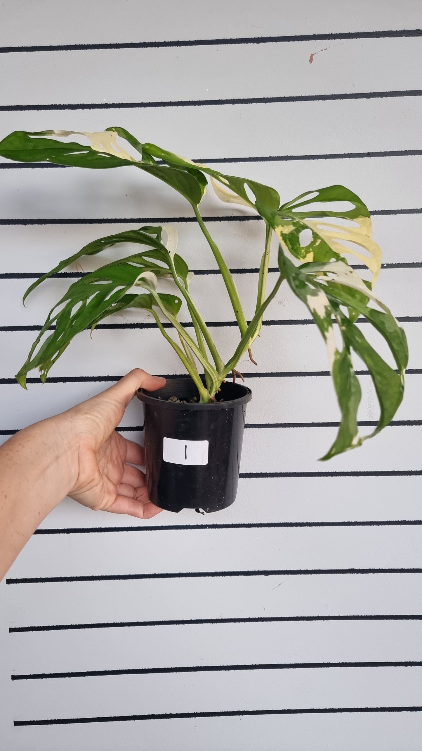 Monstera adansonii variegata - 雜色瑞士乳酪廠