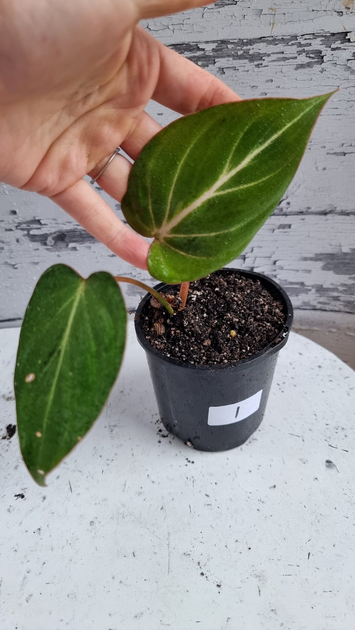 Philodendron gloriosum (Dark Form/White Veins)