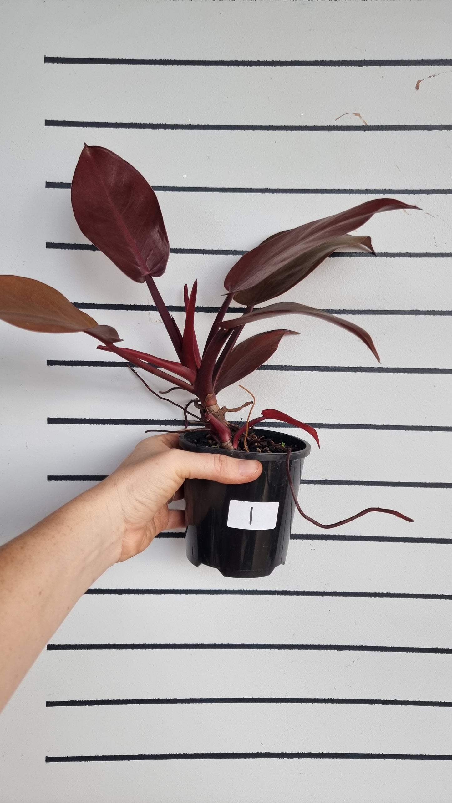 Philodendron erubescens 'Black Cardinal'