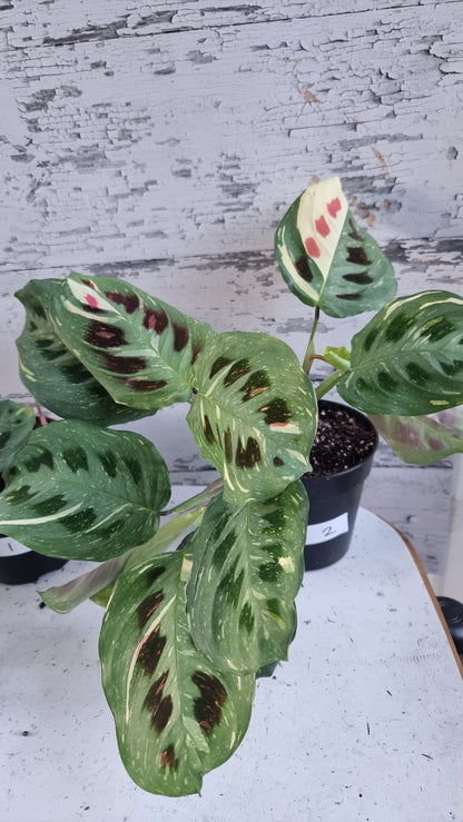 Maranta leuconeura “Kerchoveana” variegata - 雜色祈禱植物