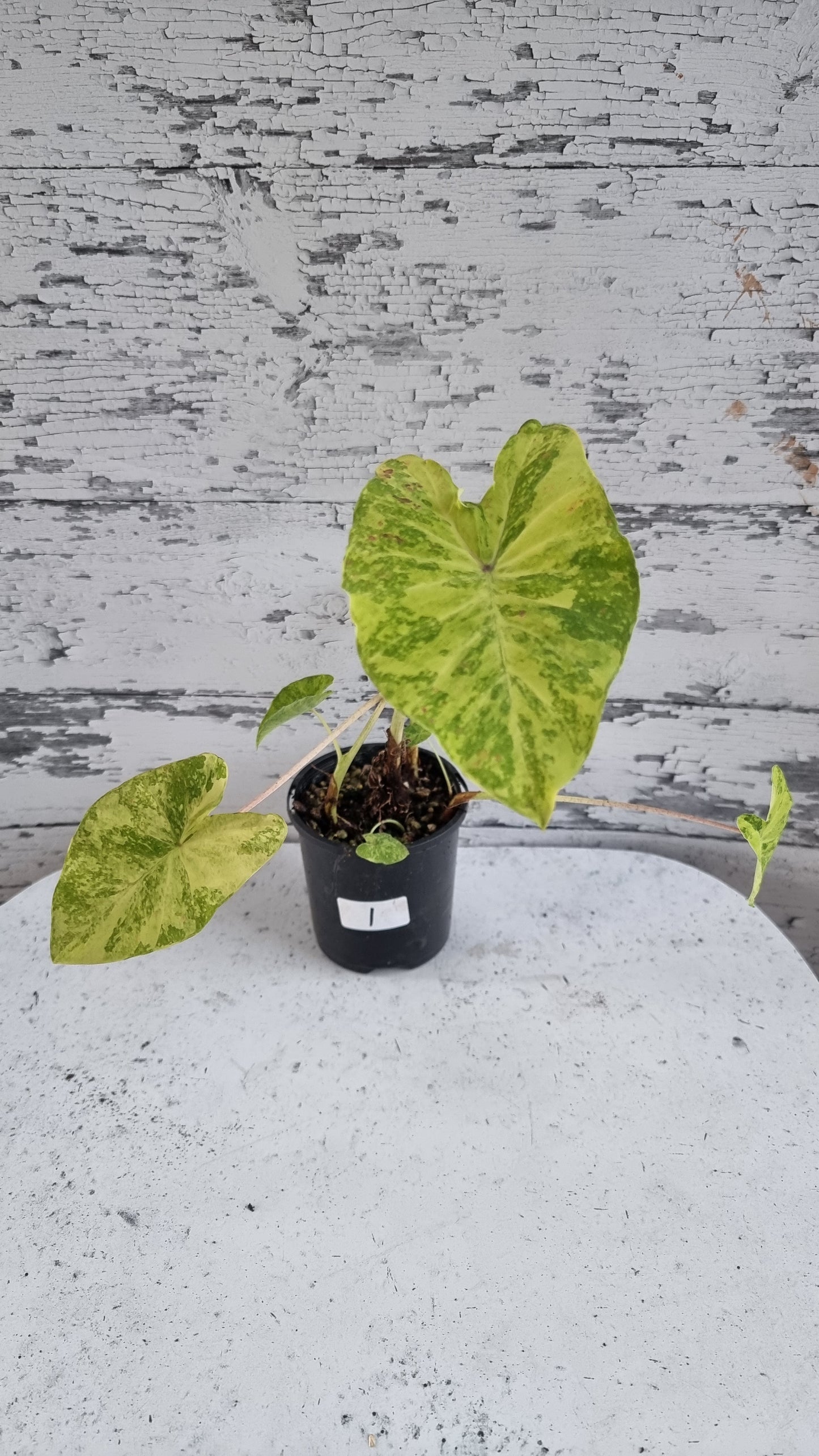 Colocasia esculenta 'Midori Sour' - Taro Plant