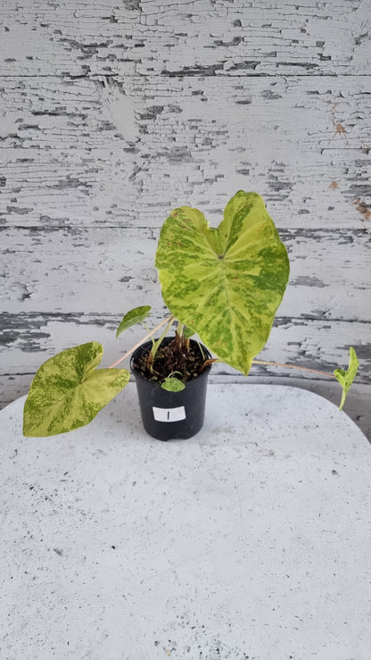 Colocasia esculenta 'Midori Sour' - Taro Plant