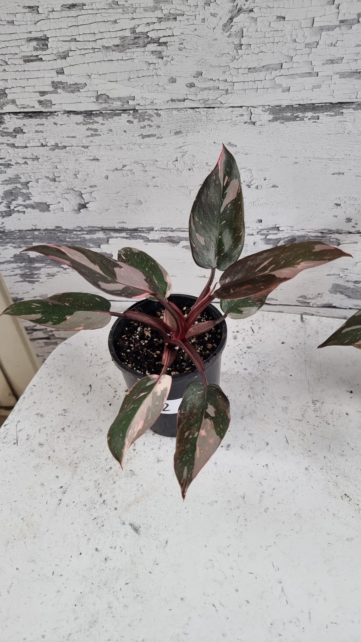 Philodendron erubescens 'Pink Galaxy'