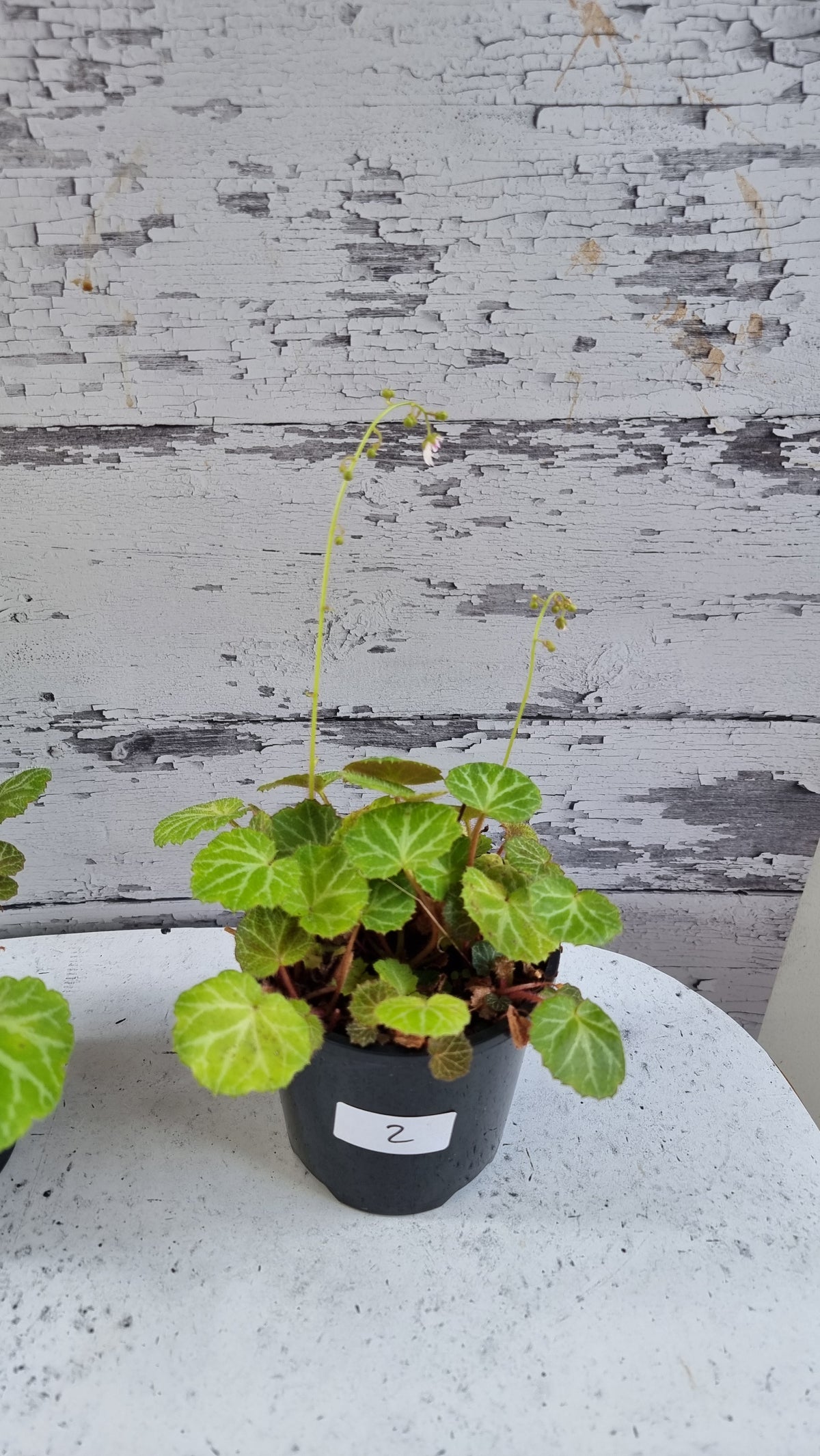 Saxifraga stolonifera - Green with White/Grey veining