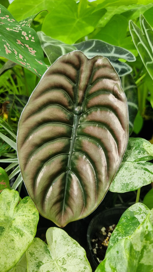 Alocasia cuprea ‘Red Secret’ - Mirror plant, Elephant ear.