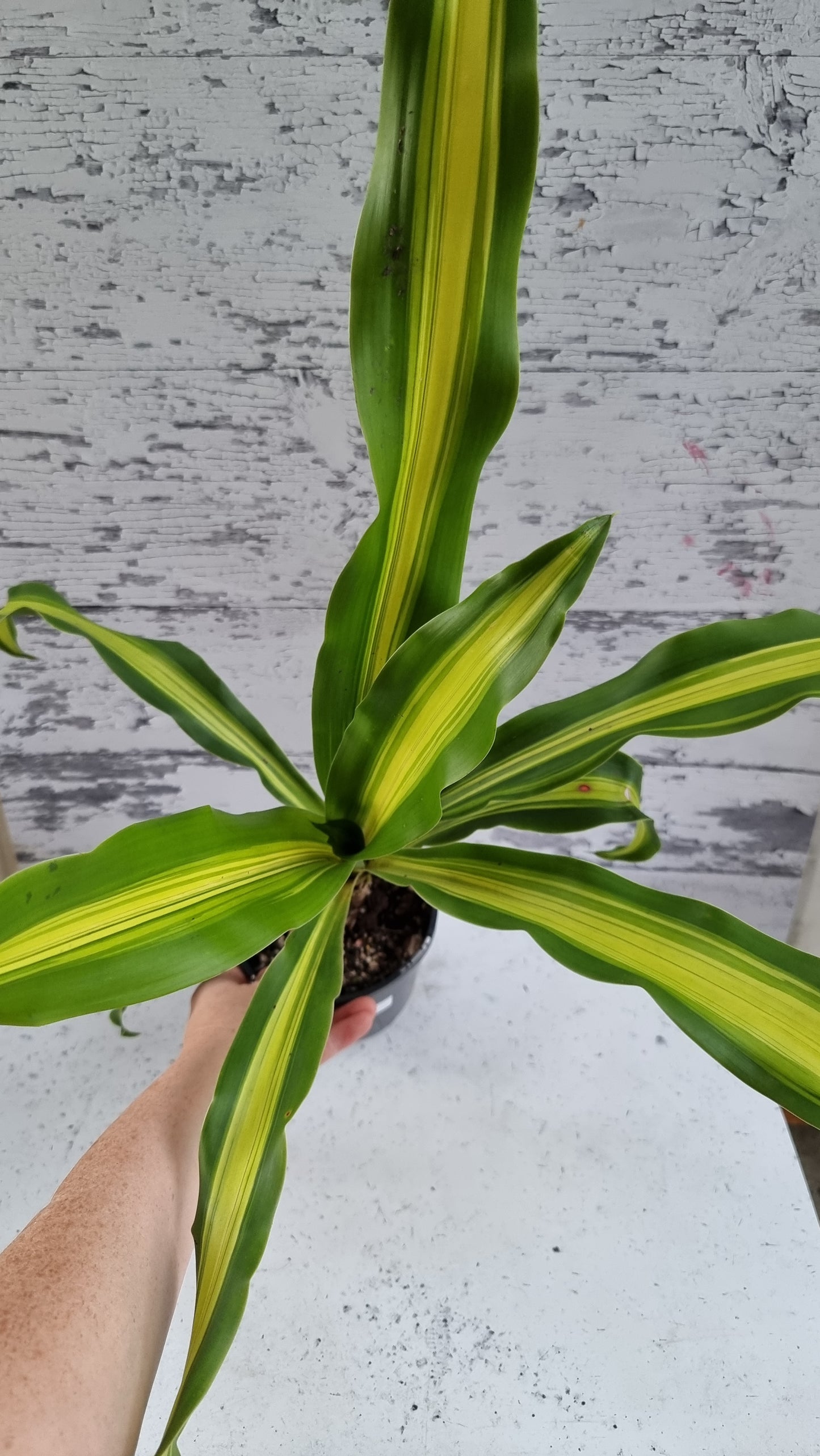 Draceana fragrans cv. Massangeana - Happy Plant