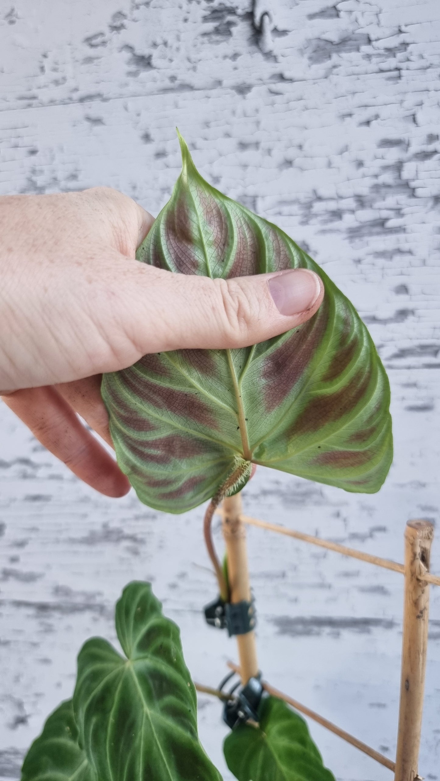 Philodendron verrucosum - 攀缘天南星