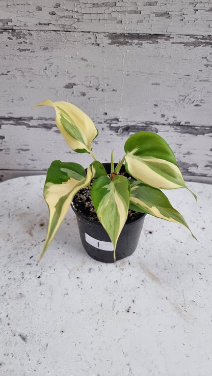 Philodendron hederaceum 'Rio'