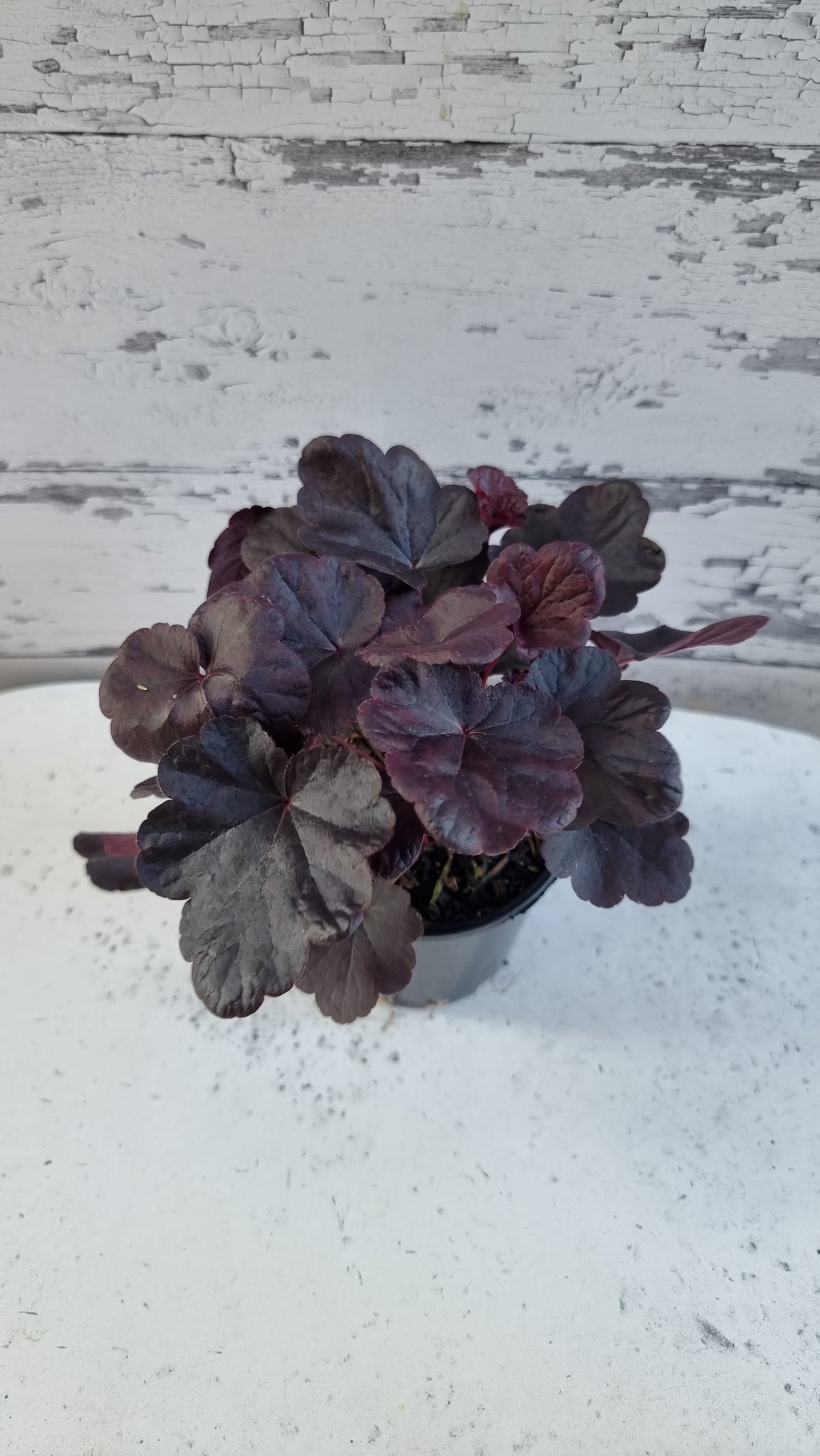 Heuchera 'Obsidian'