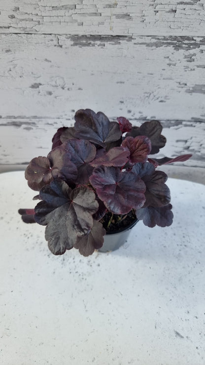 Heuchera 'Obsidian'