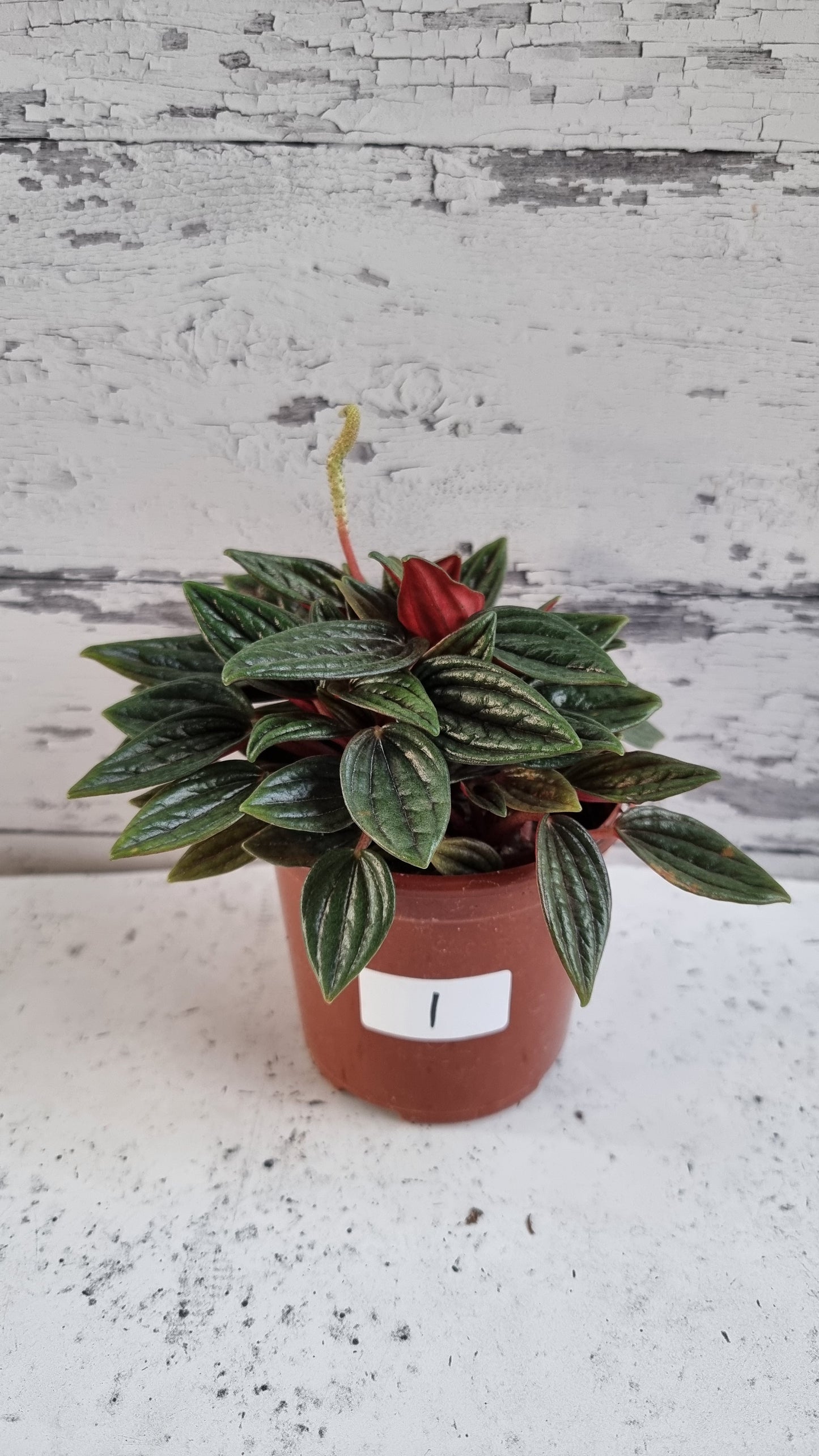 Peperomia caperata 'Eden Rosso'