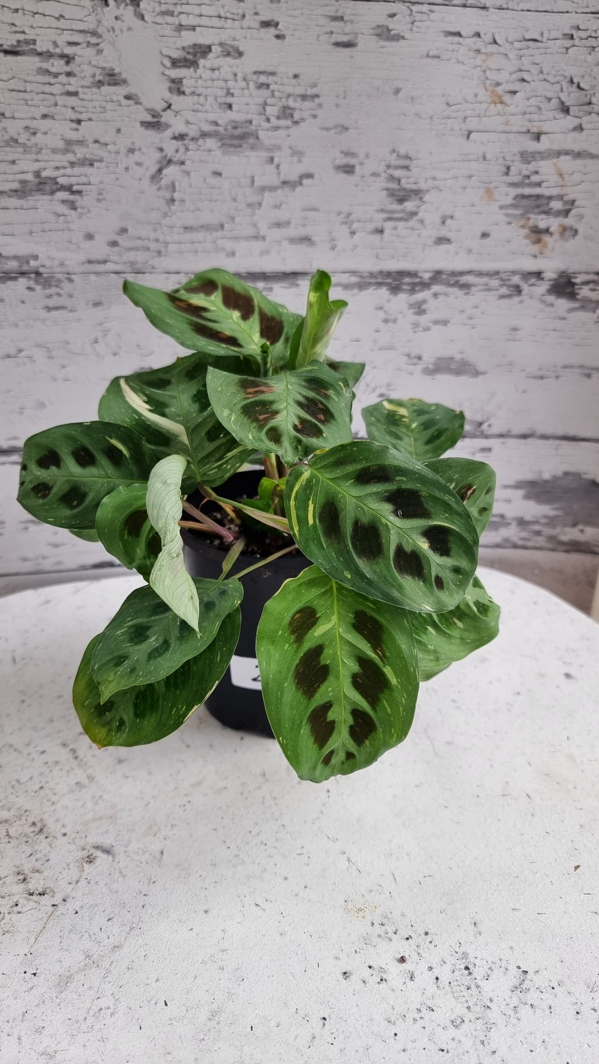 Maranta leuconeura “Kerchoveana” variegata - 杂色祈祷植物