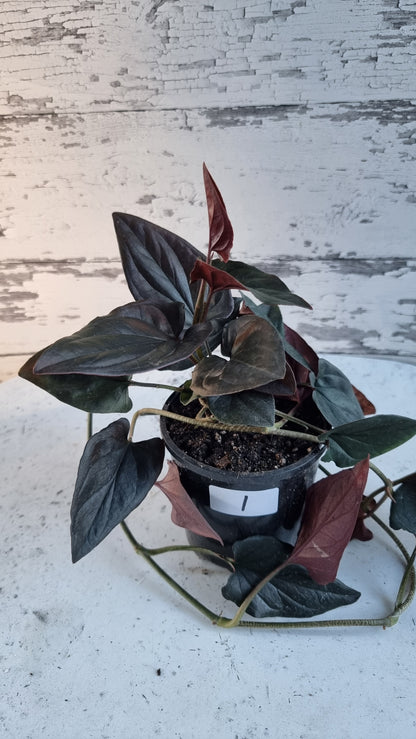 Syngonium erythrophyllum - Red Arrowhead Plant