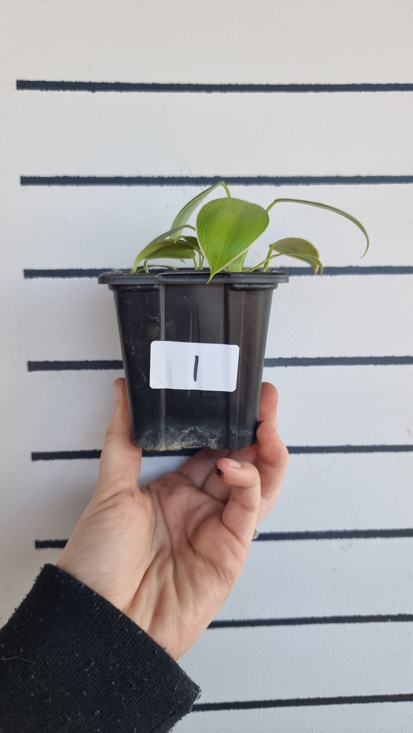 Philodendron rugosum - Pig Skin Plant