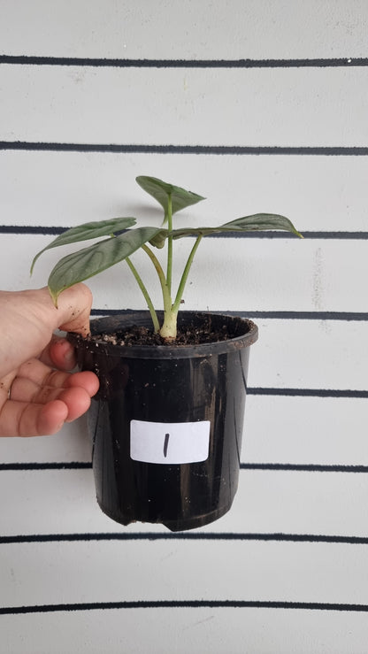 Alocasia baginda 'Silver Dragon'