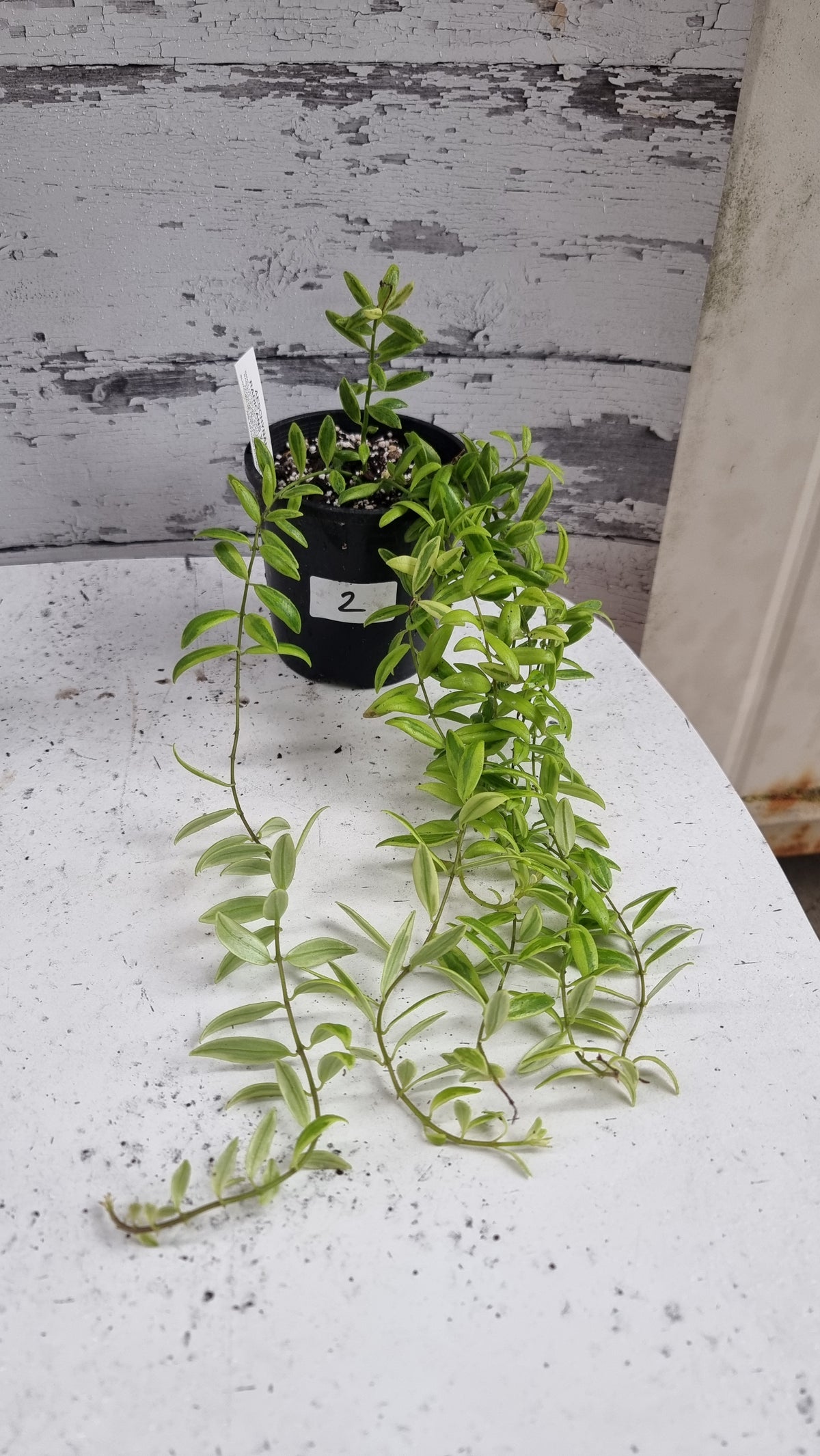 Aeschynanthus sp。杂色 - 口红厂