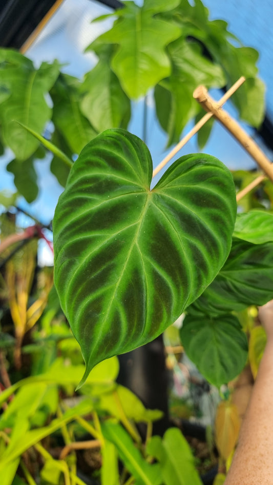 Philodendron verrucosum - 攀緣天南星